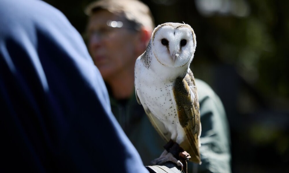 Margaret River Eagles Heritage Encounters and Birds of Prey Forest Walk