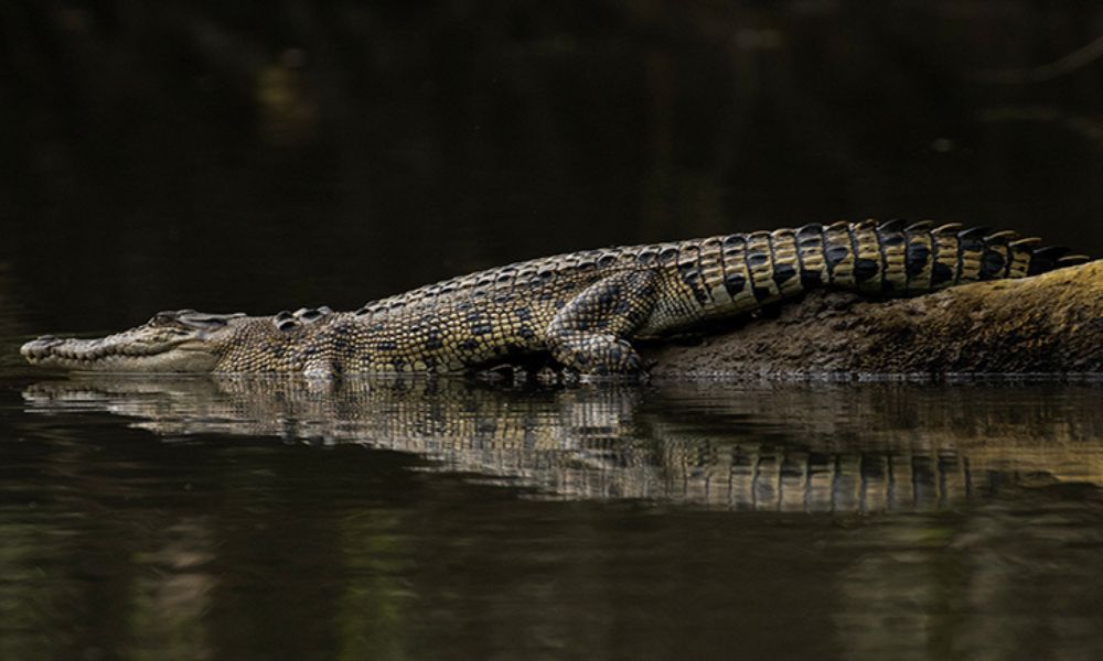 Cairns Cultural Day Tour with Daintree River Cruise and Lunch