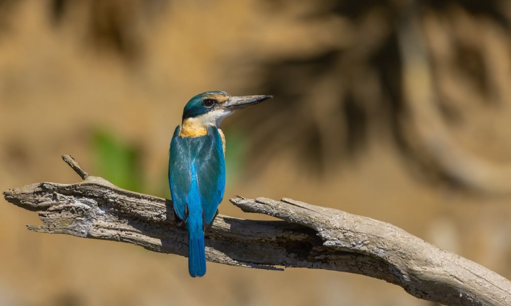 Cairns Cultural Day Tour with Daintree River Cruise and Lunch