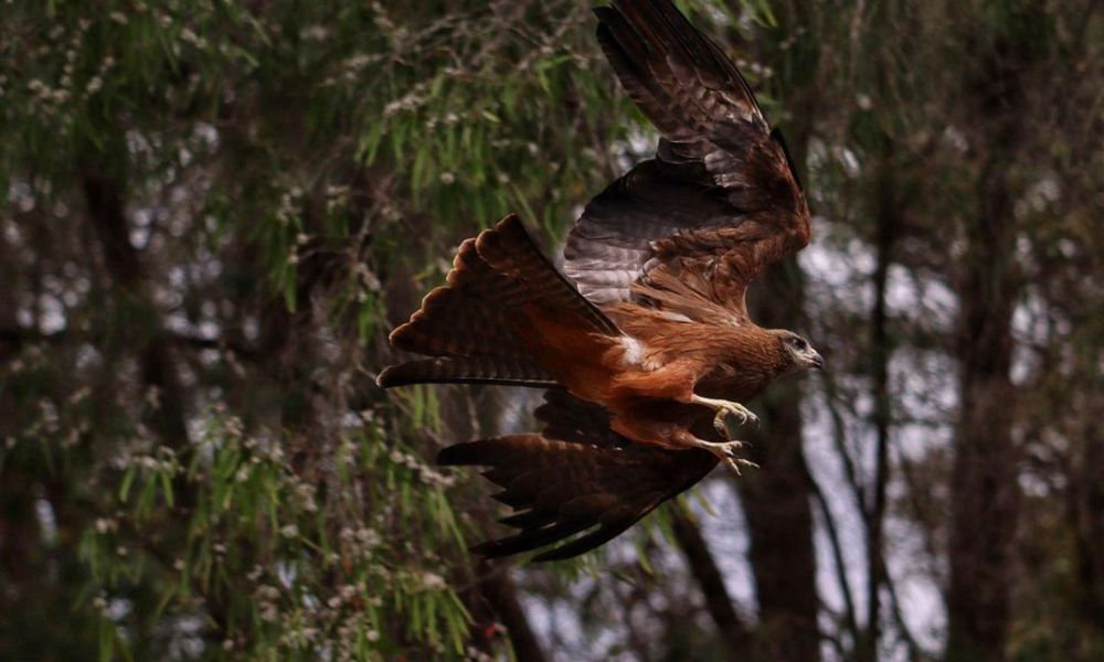 Margaret River Eagles Heritage Encounters and Birds of Prey Forest Walk