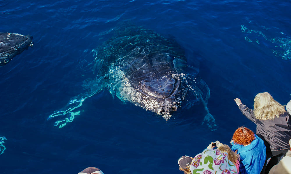 Gold Coast Hot Air Balloon Flight with Bonus Sea World Whale Watching Cruise