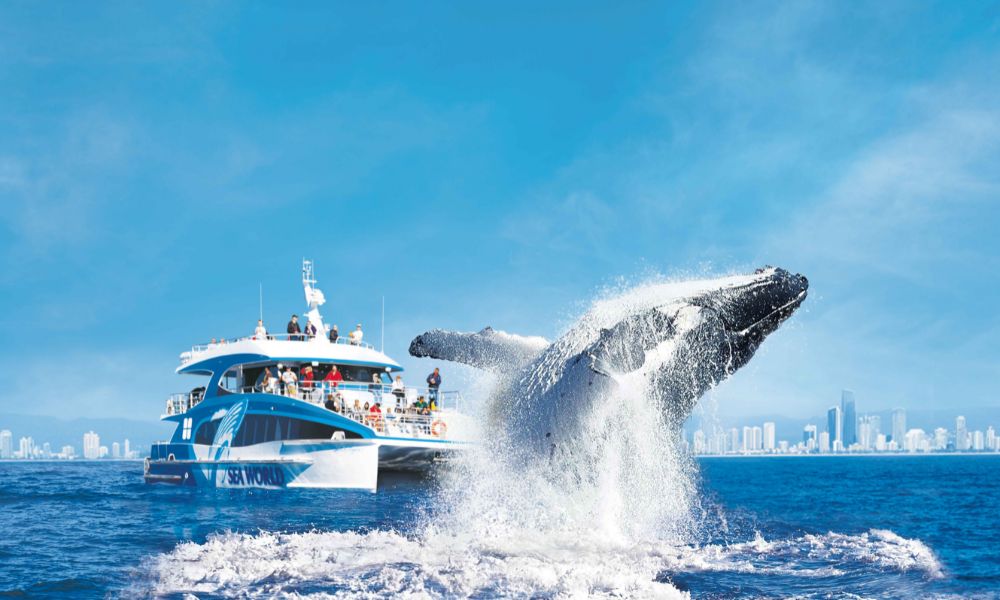 Gold Coast Hot Air Balloon Flight with Bonus Sea World Whale Watching Cruise