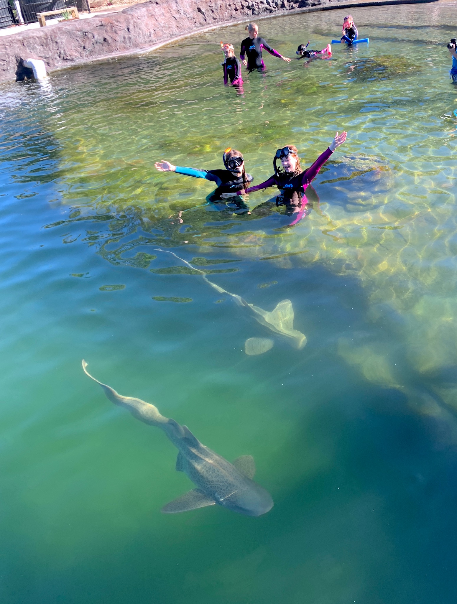 Zebra Shark Snorkel $60 B2B packaged with Entry Pass (aged 6+) B2B Booking