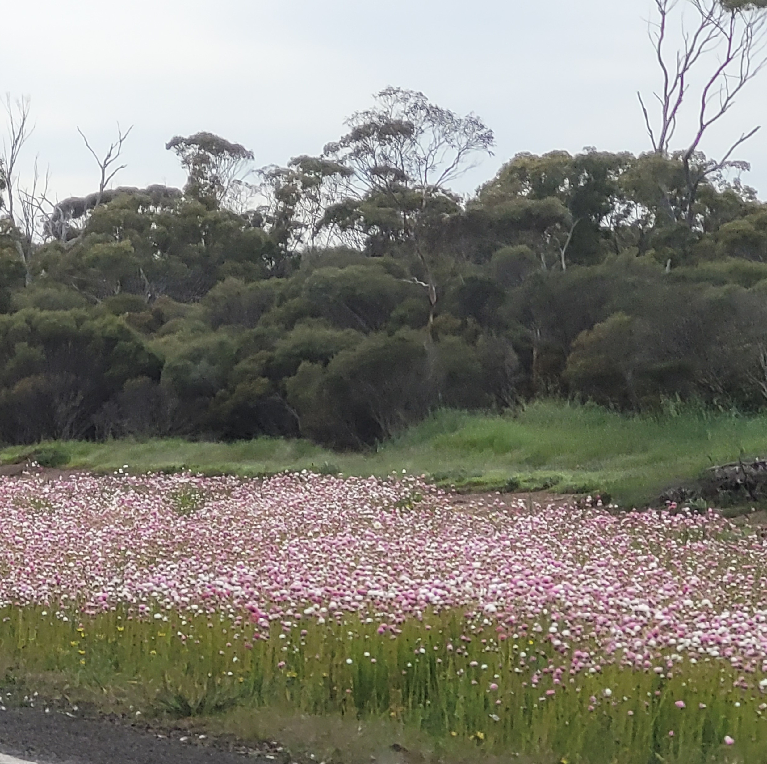 Southern Wheatbelt Wander Two Nights Three Days