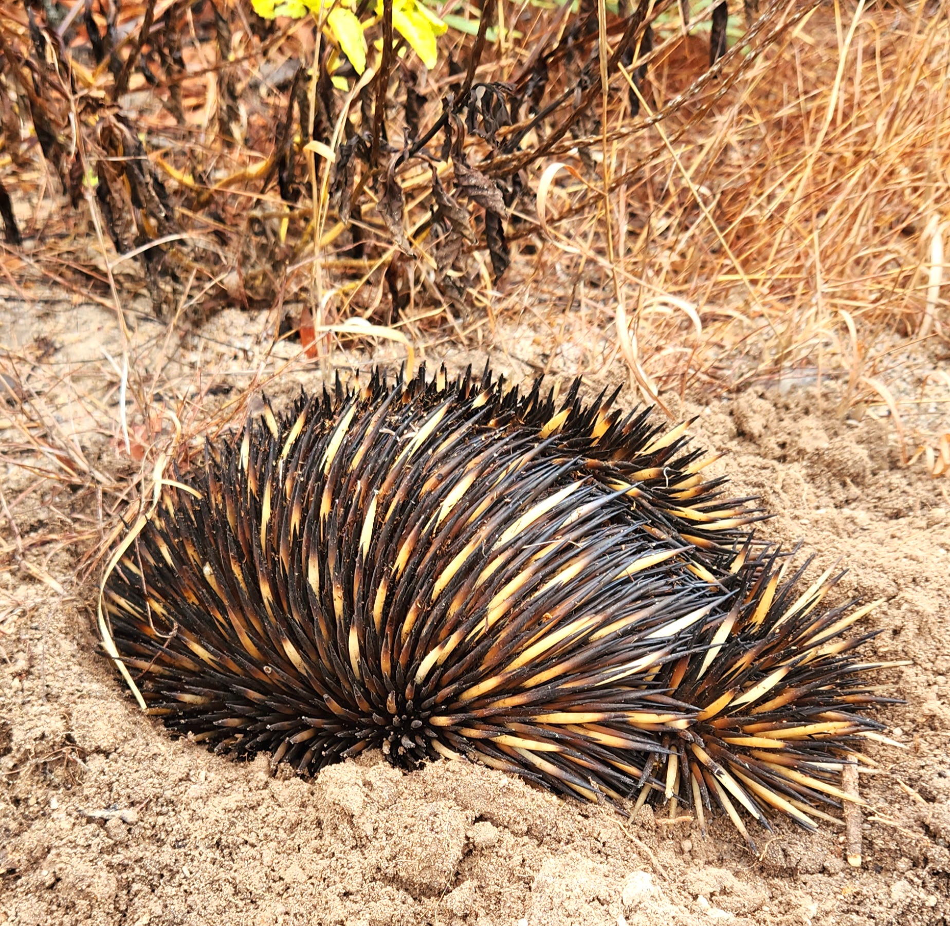 Bowen Beaches Discovery-Top of the Whitsundays