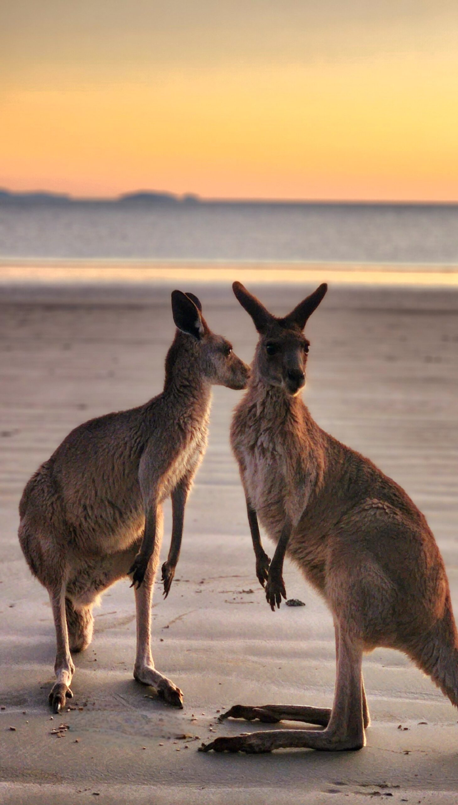 Sunrise with kangaroos-departs Airlie Beach