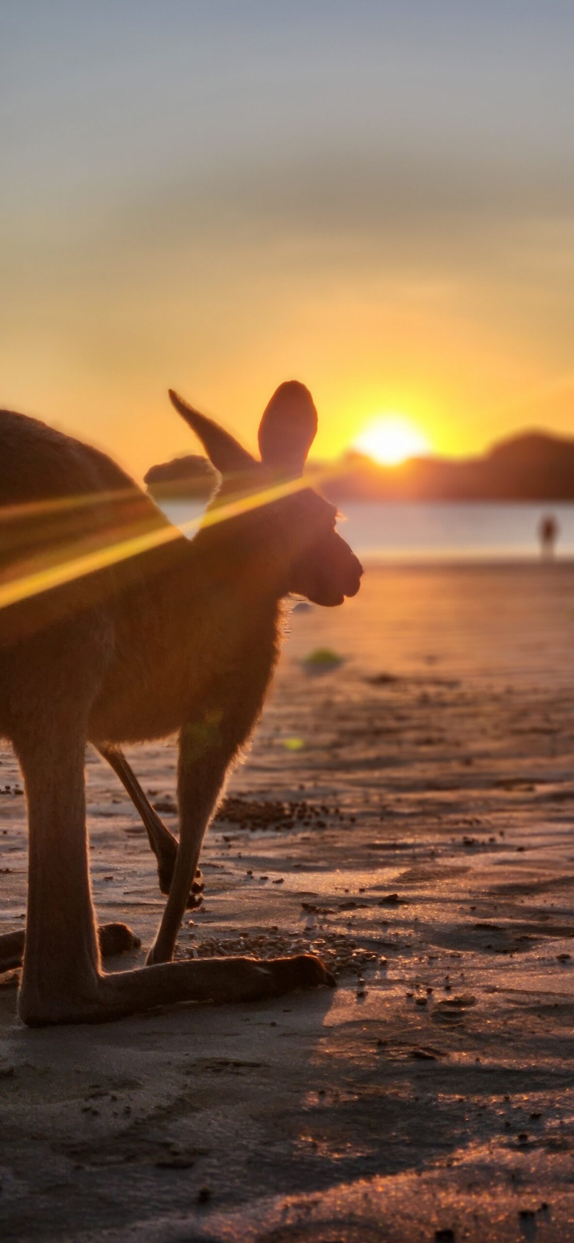 Sunrise with kangaroos-departs Airlie Beach