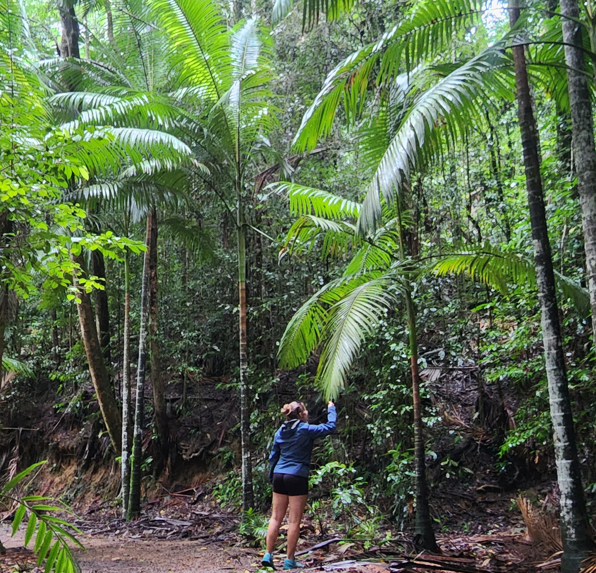 Waterfalls & Bushwalk Eco Adventure