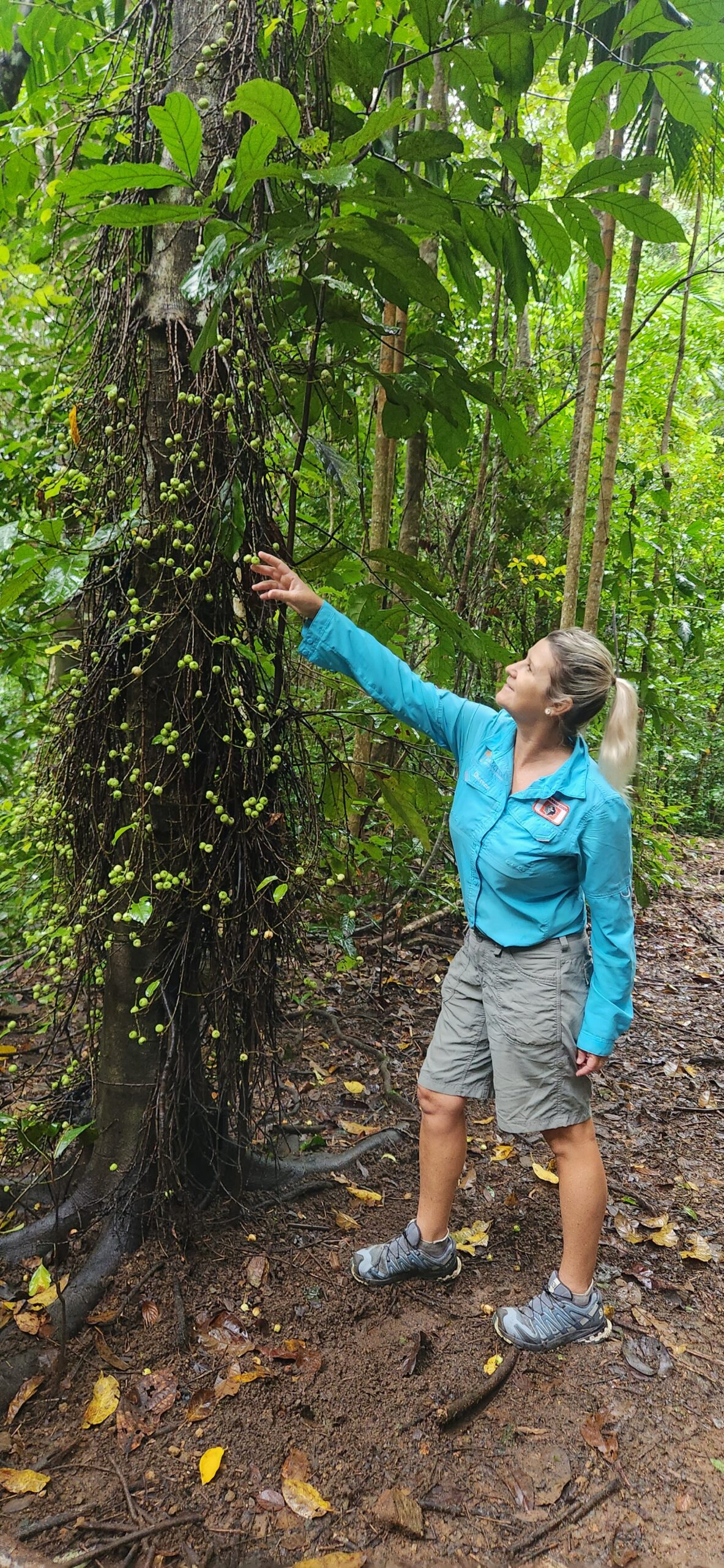 Waterfalls & Bushwalk Eco Adventure