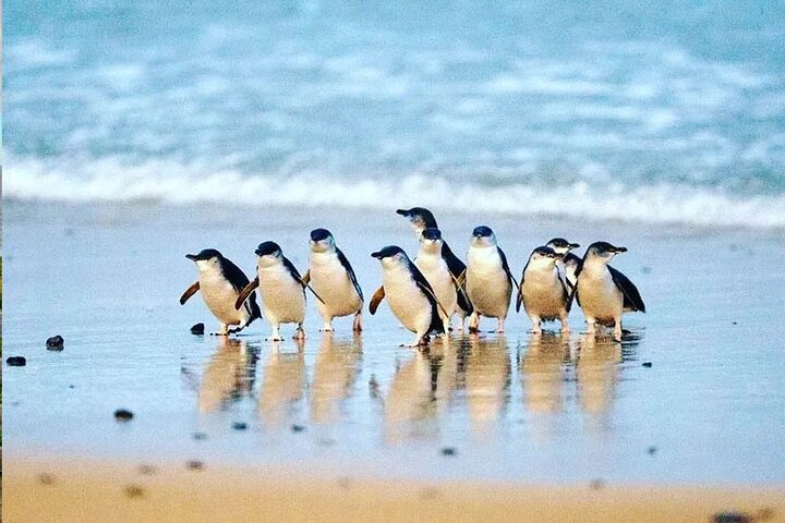 Phillip Island Golden Hour Penguin Express with Island Pickups