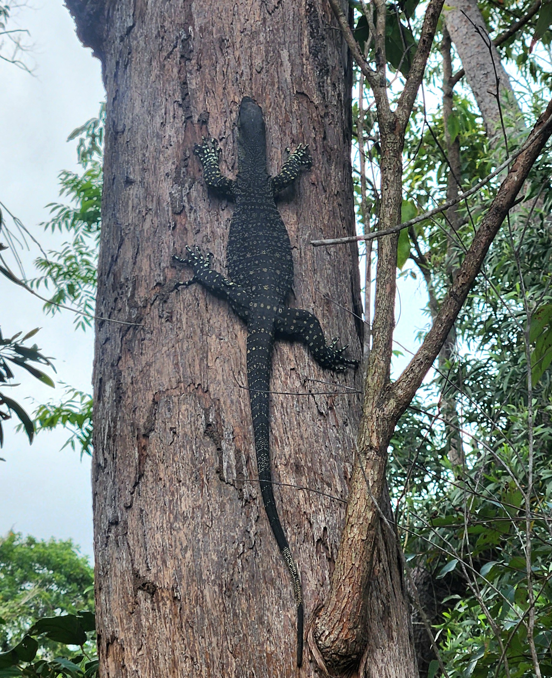 Waterfalls & Bushwalk Eco Adventure