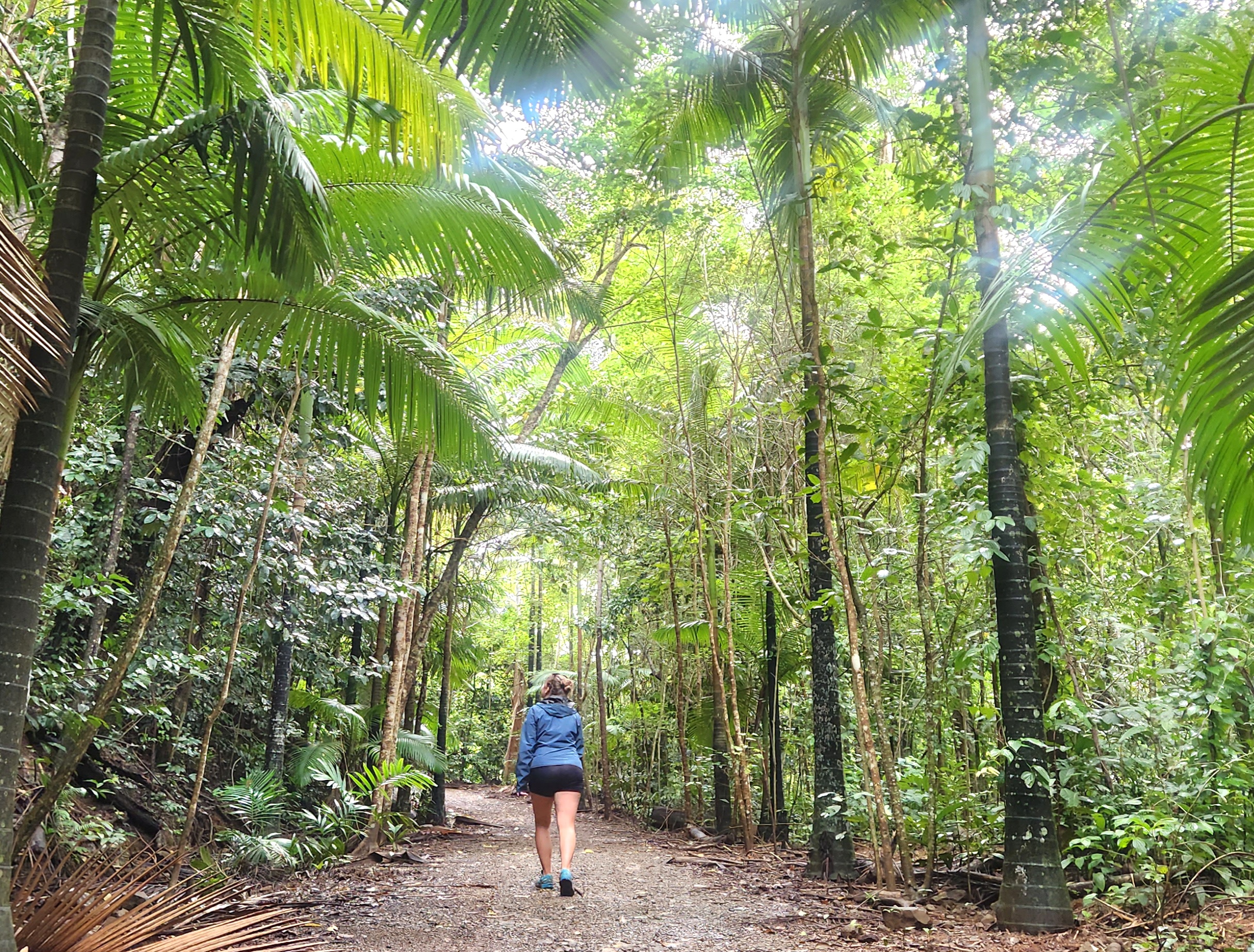 Waterfalls & Bushwalk Eco Adventure