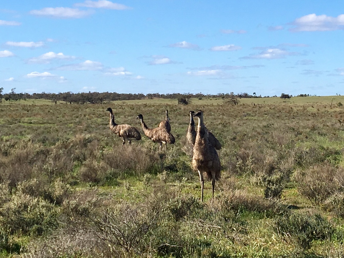 Australian Bush Delights  - Hattah National Park Tour