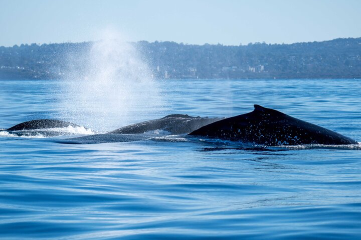 Private Luxury Intimate Whale Watching