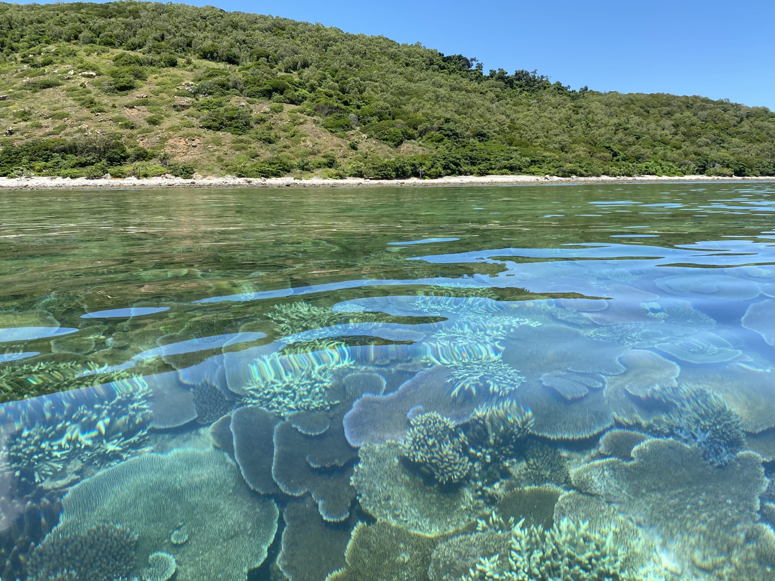 Full day Orpheus Island Snorkelling Tour