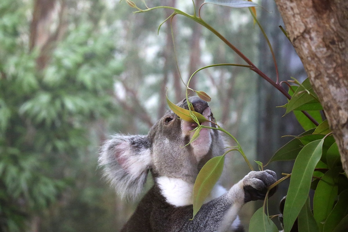 Gold Coast Eco Safari - Wild animal Encounters and Electric Boat Cruise