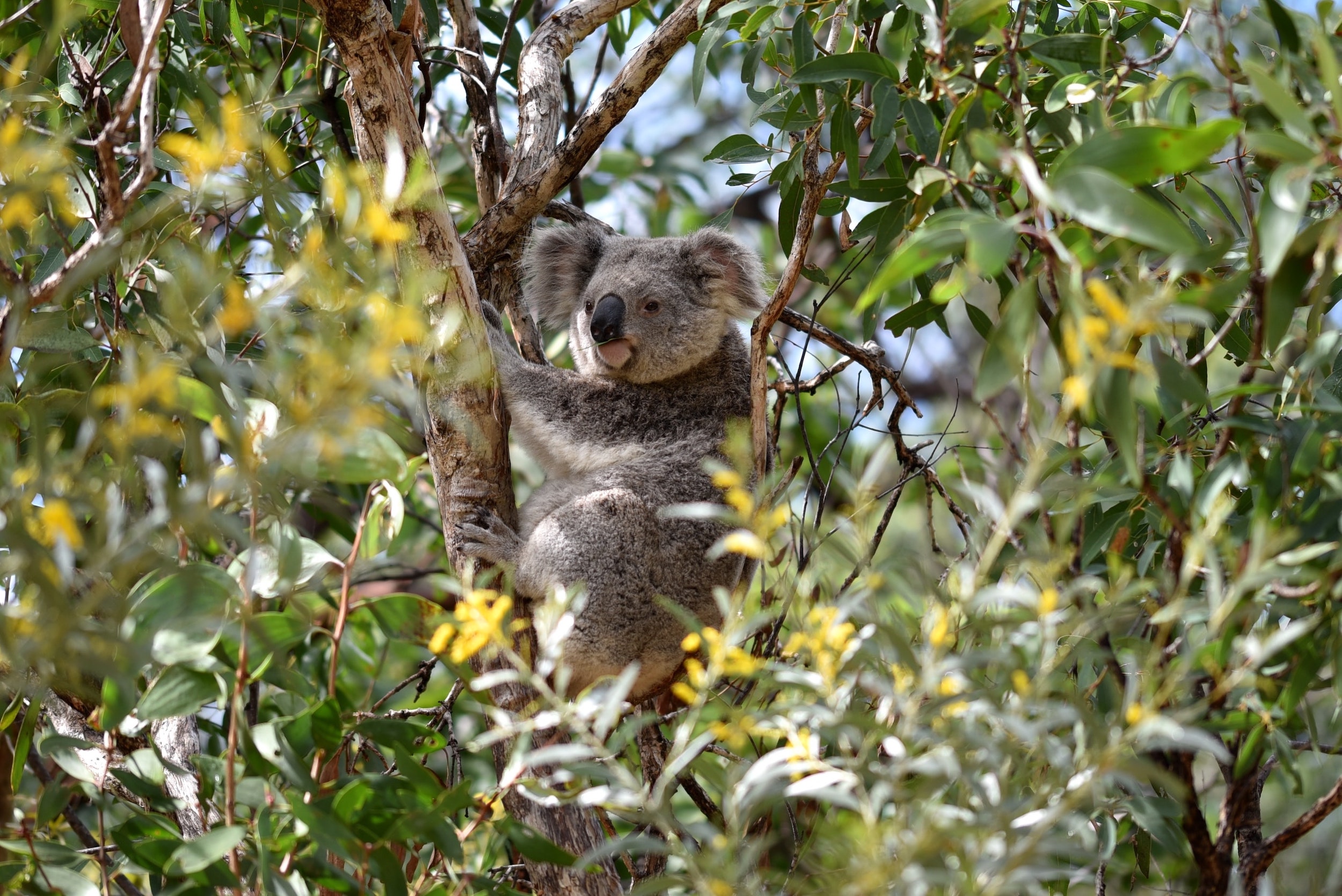 Gold Coast Eco Safari - Wild animal Encounters and Electric Boat Cruise