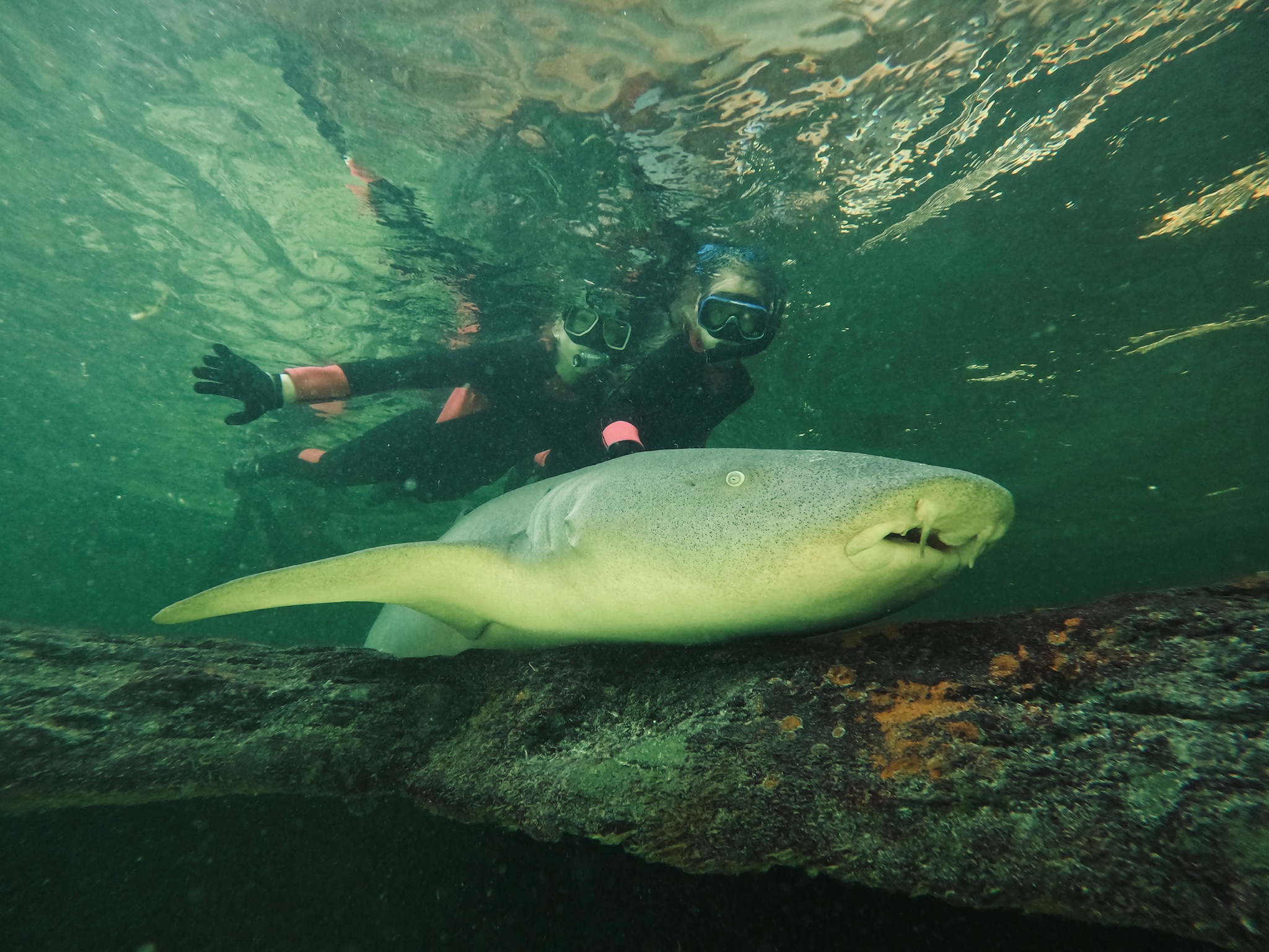 Reef Shark Snorkel $80 Packaged with Entry Pass B2B (ages 12+)