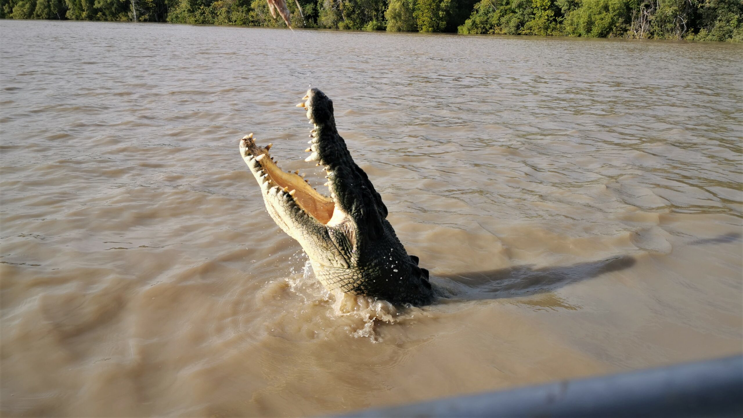 Premium Jumping Crocodile Tour & Litchfield National Park, 4WD 4-6 guests only, with lunch