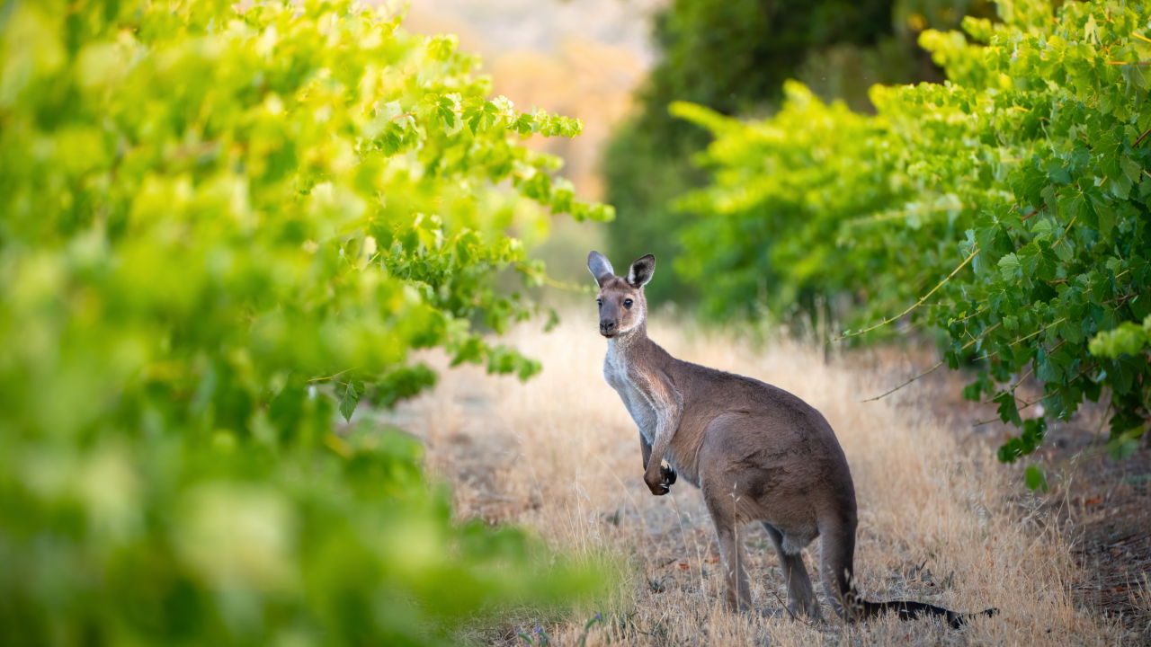 Sip, Savour, and Discover: McLaren Vale's Sustainable Wine Journey - private tour