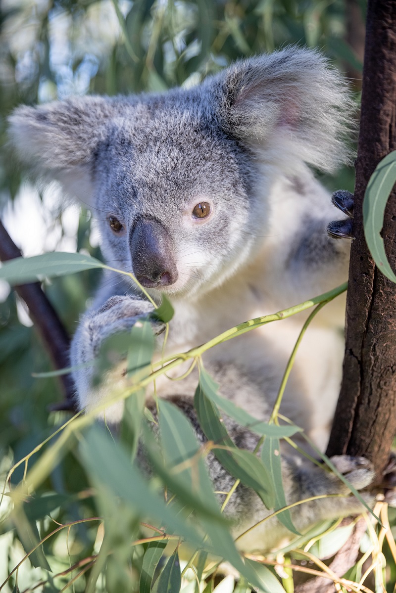 North Stradbroke Island day tour