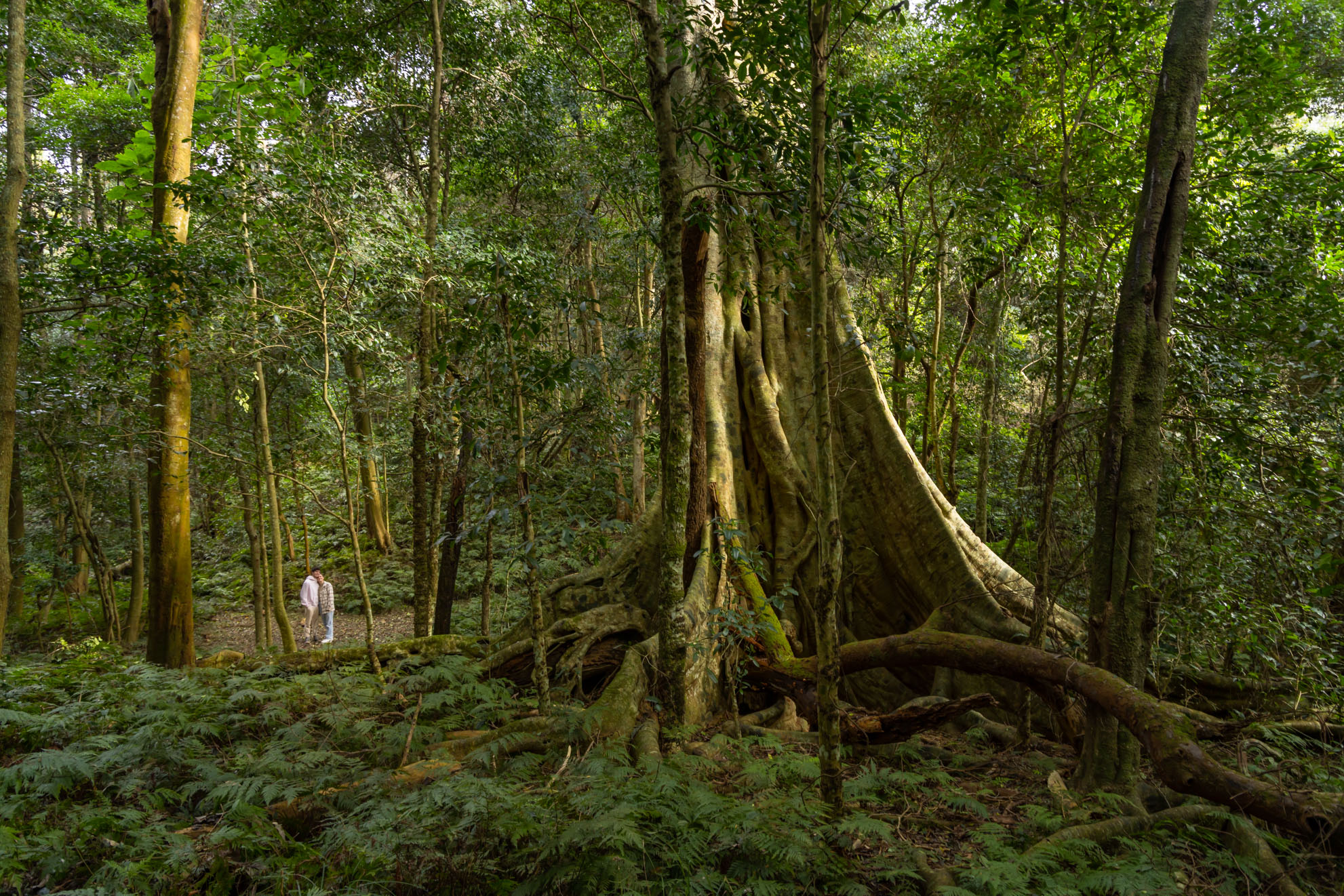 FIGTREE DREAMING – BANGU RESTING PLACE CULTURAL WALKING TOUR WITH GNARL TOURS