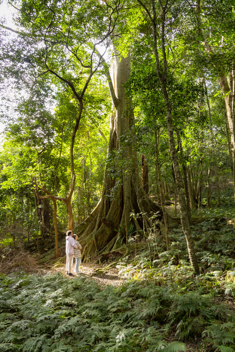 FIGTREE DREAMING - BANGU RESTING PLACE CULTURAL WALKING TOUR WITH GNARL TOURS