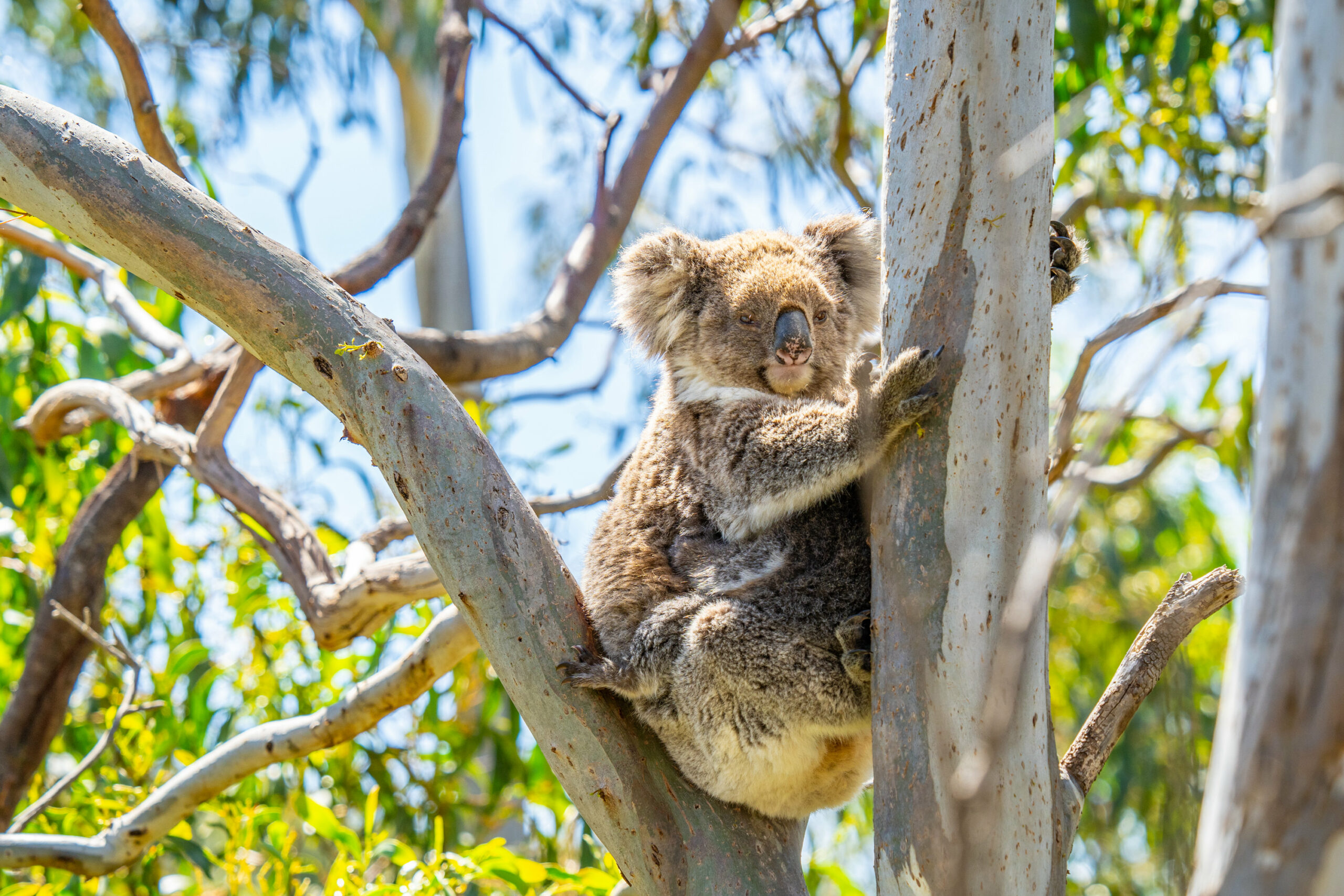 Port Lincoln - Wildlife, Sightseeing & 4WD Tour
