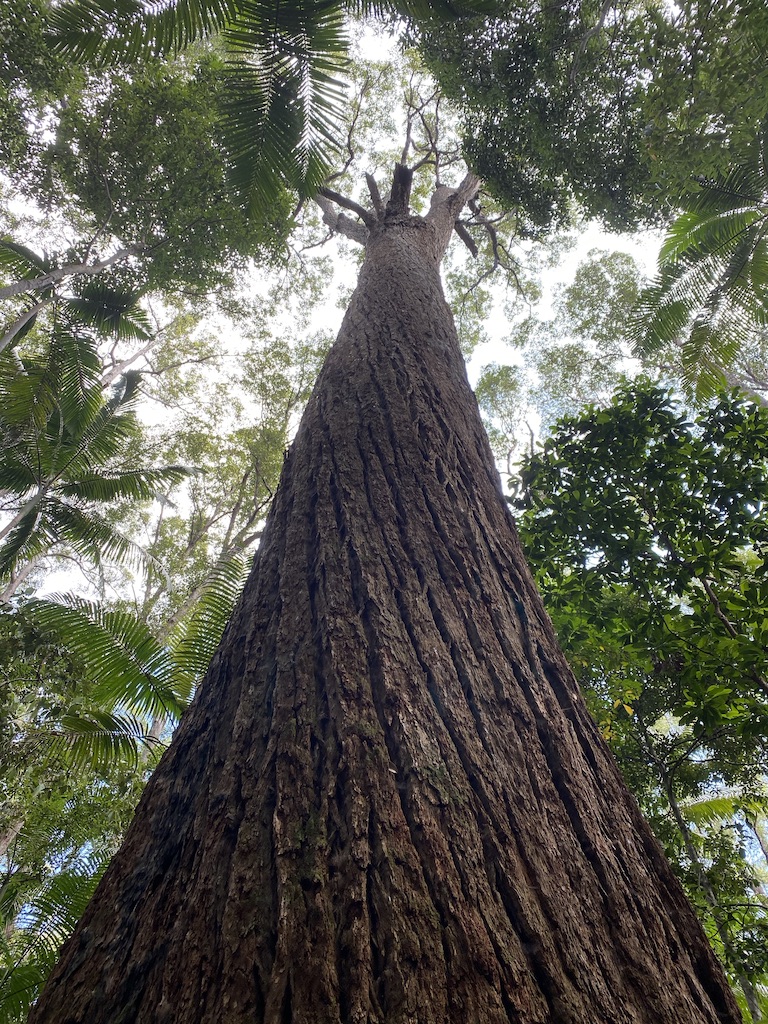 Best of the Fraser Island Great Walk (3N/4D)