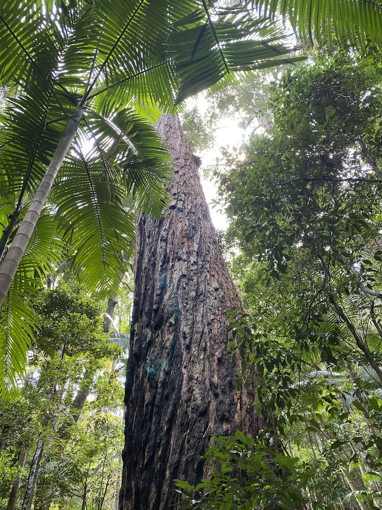 Best of the Fraser Island Great Walk (3N/4D)