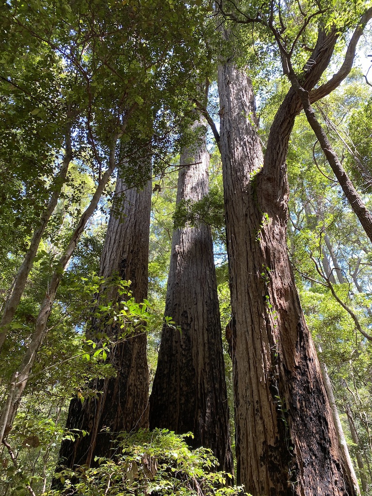 Best of the Fraser Island Great Walk (3N/4D)