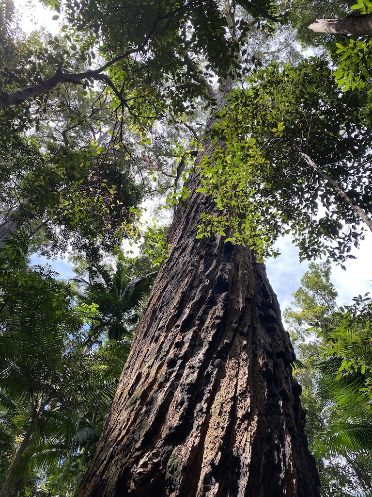 Best of the Fraser Island Great Walk (3N/4D)