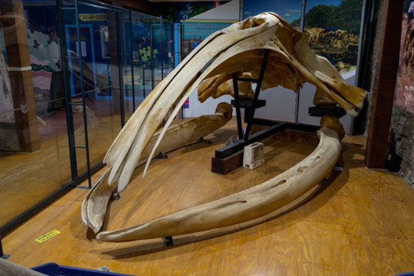 Guided Tour of the Whale Centre