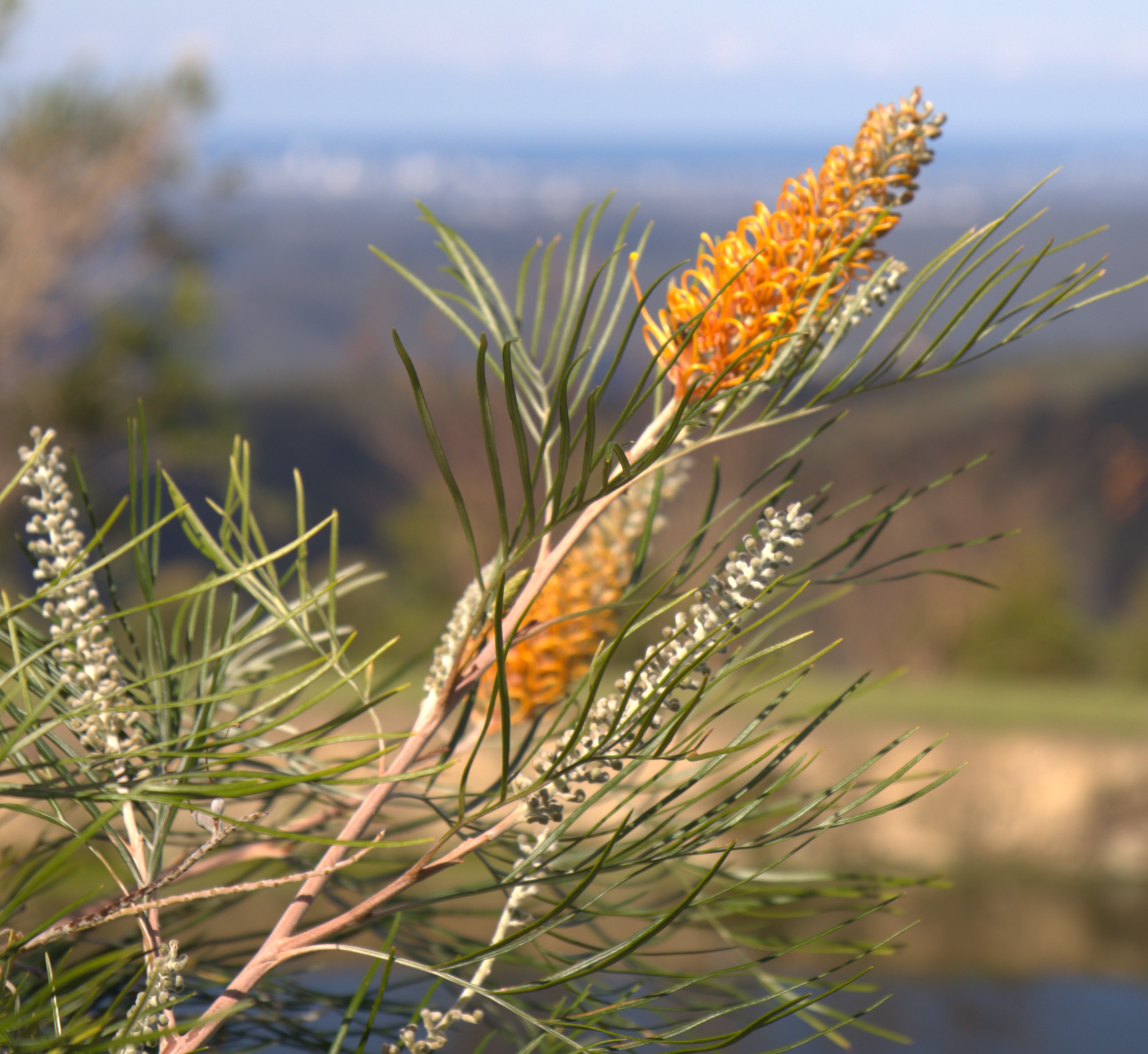 North Stradbroke Island day tour