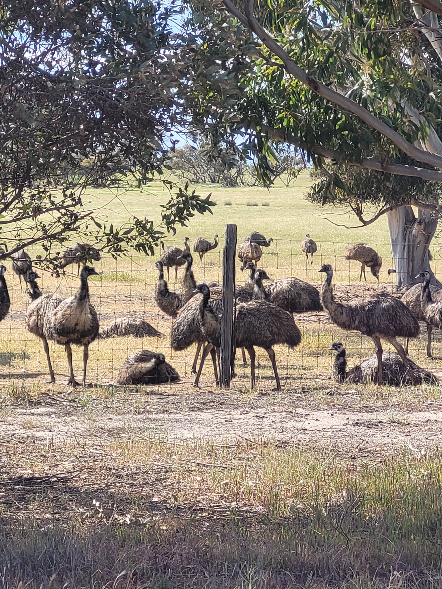 Southern Wheatbelt Wander