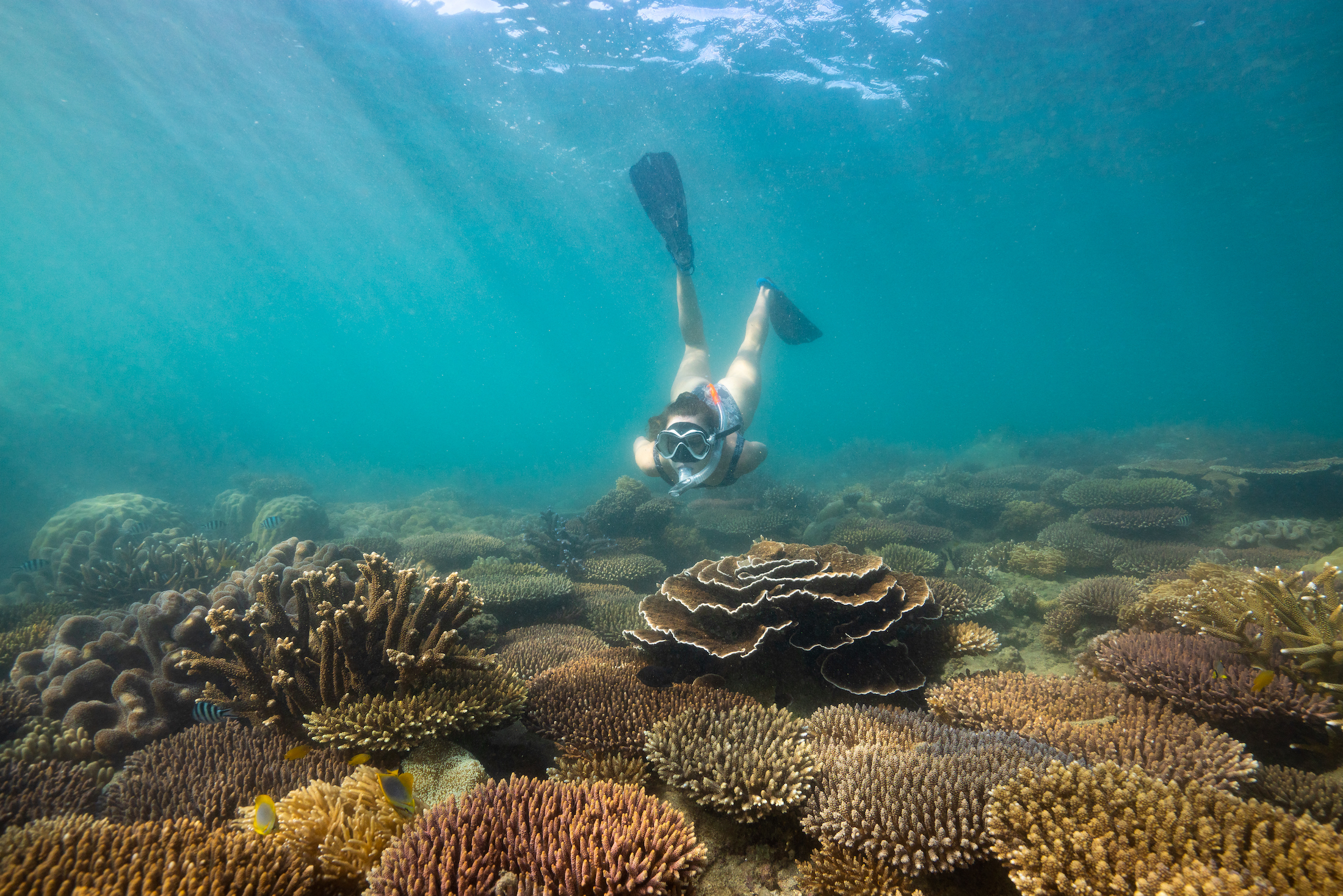 Full Day Tour | 8:00am Cairns to Fitzroy Island & 10:00am Guided Snorkel Safari