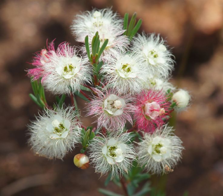 Southern Wheatbelt Wander Two Nights Three Days