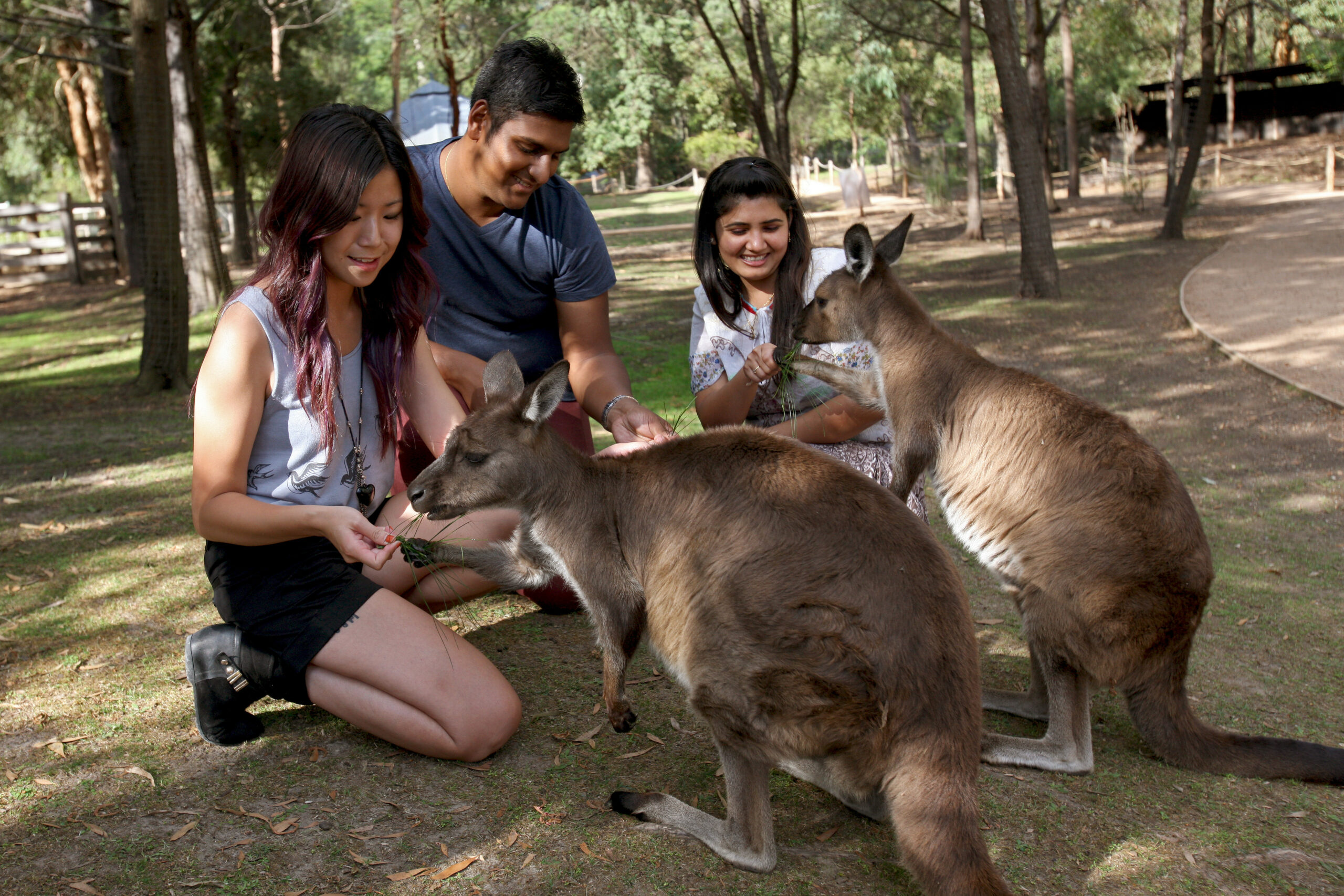 Puffing Billy & Wildlife Tour (CPickup)