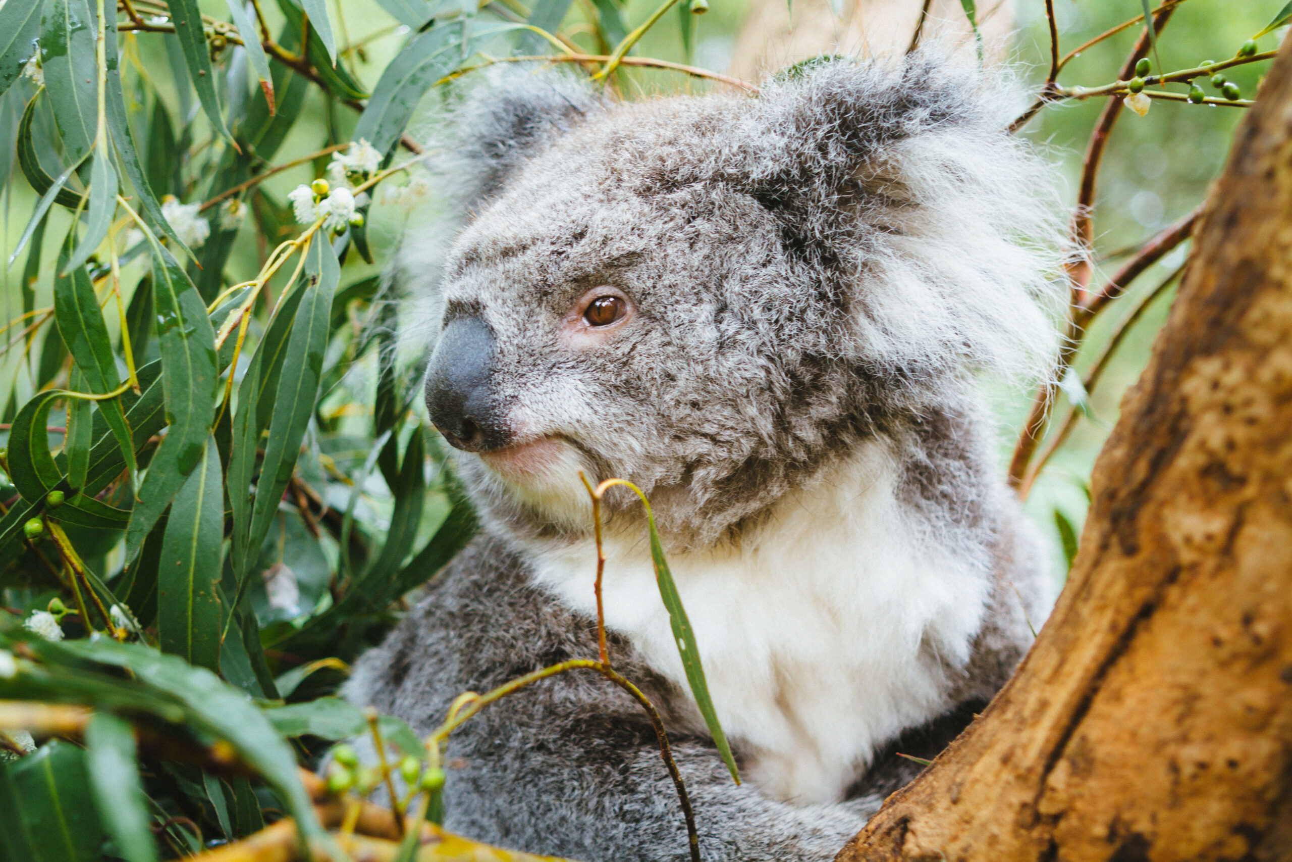 Puffing Billy & Wildlife Tour (CPickup)