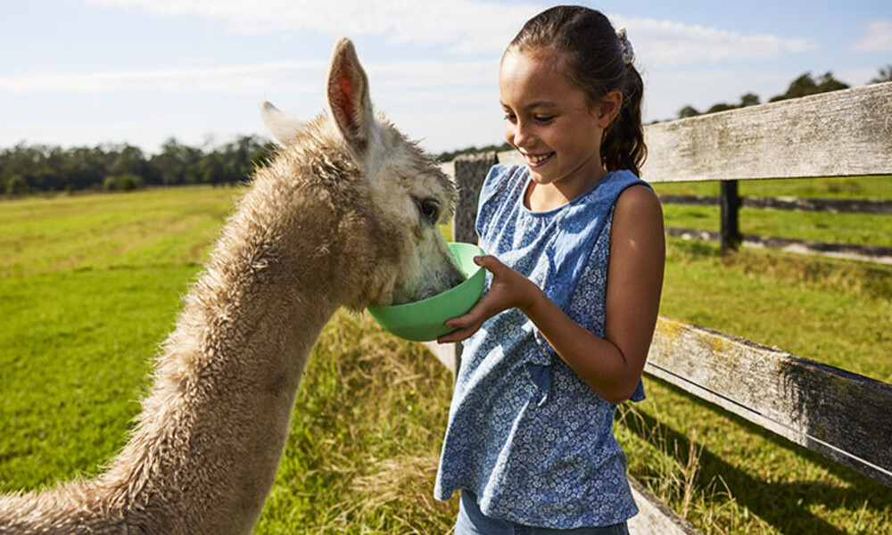 Iris Lodge Alpaca Farm Visit – 90 Minutes