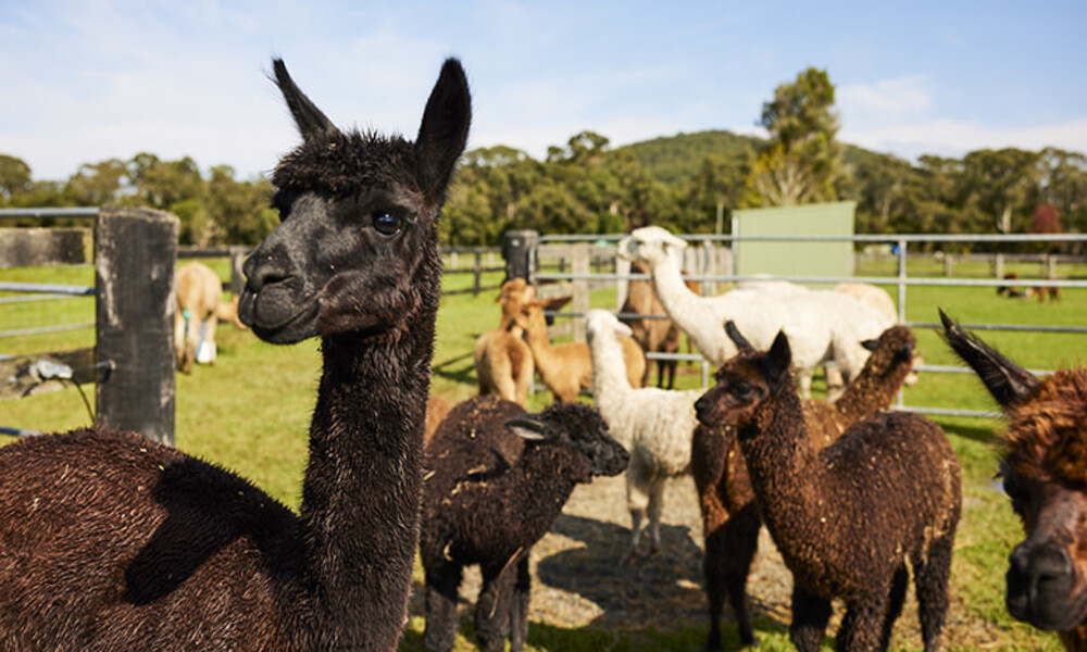 Iris Lodge Alpaca Farm Visit - 90 Minutes