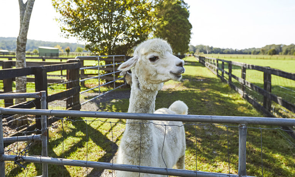 Iris Lodge Alpaca Farm Visit - 90 Minutes