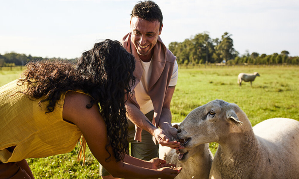 Iris Lodge Alpaca Farm Visit - 90 Minutes