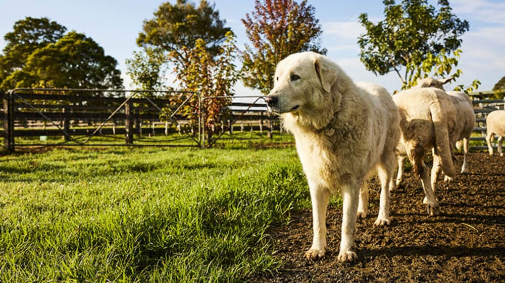 Iris Lodge Alpaca Farm Visit - 90 Minutes