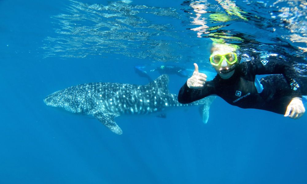 Ningaloo Reef Whale Shark Swim on Powerboat with Lunch and Photos