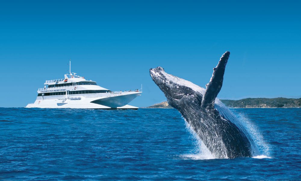 Moreton Bay Cruise with Dolphin Feeding and Whale Watching