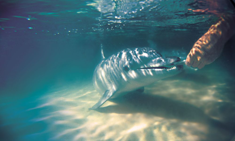 Moreton Bay Cruise with Dolphin Feeding and Whale Watching