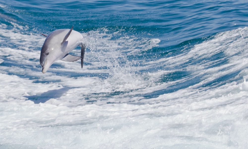 Perth Swim with Dolphins Cruise – Spectator