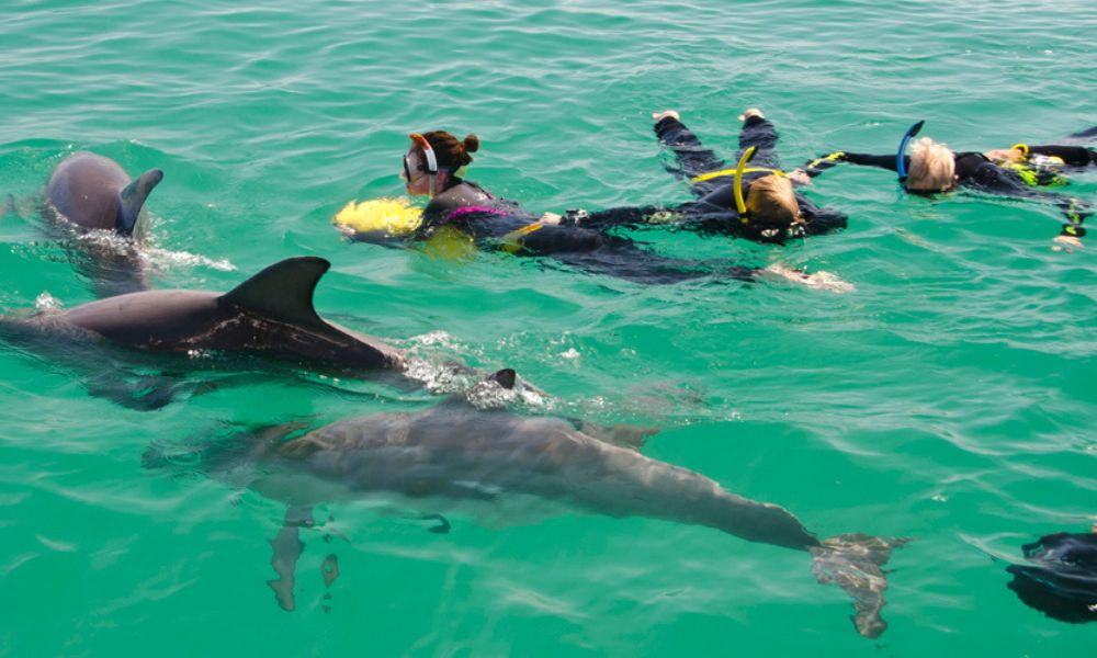 Perth Swim with Dolphins Cruise - Spectator