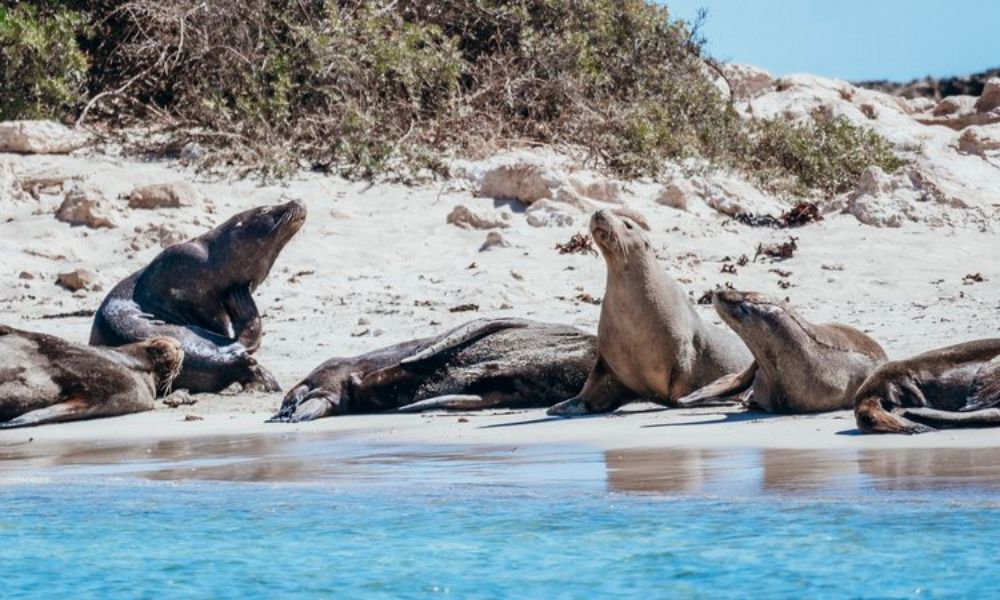 Shoalwater Islands Snorkelling Cruise with Lunch